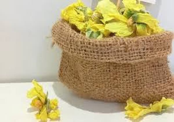 تصویر 2 از قیمت خرید گل ختمی زرد کوهی + فروش ویژه